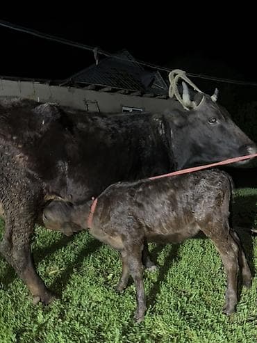 кормы для рыбы: Продаю | Корова (самка) | Для молока | Привязанные — 9