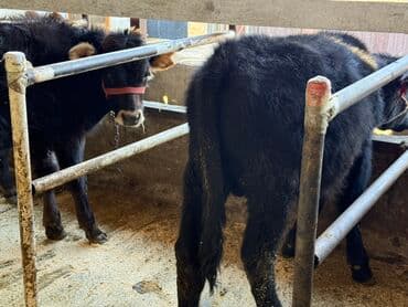 Рыбы: Продаю | Бык (самец) | На откорм | Привязанные — 4