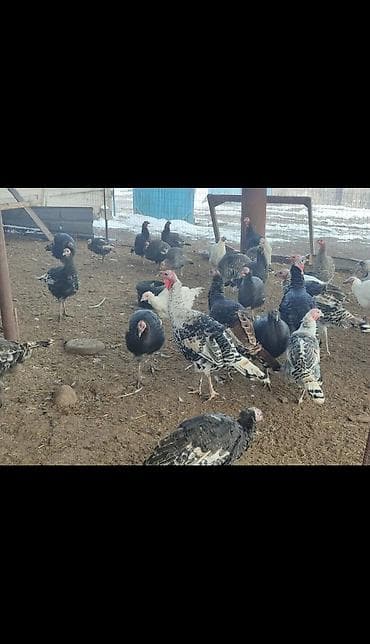 ак кеклик: Сатам | Ургаачы күрп (ургаачы) | Түндүк Кавказ | Көбөйтүү үчүн | Асыл тукумдуу — 2