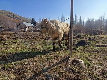 бык бык: Продаю | Бык (самец) | На откорм | Привязанные — 8