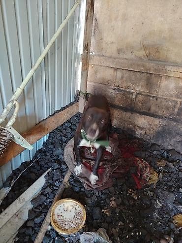 собака званок: Питбуль, 7 месяцев, Самка, С прививкой — 2