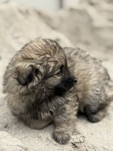 черный питбуль: Дворняжка, 1 месяц, Самец, С прививкой — 4