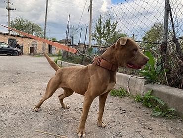 куплю собаку в бишкеке: Питбуль, 3 года, Самка, С прививкой — 1