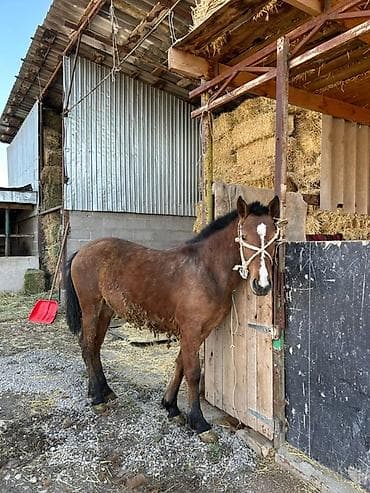 Собаки: Продаю | Жеребец | Рабочий — 4