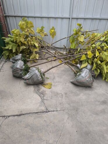 саженцы клубник: Саженцы деревьев: Туи — 15