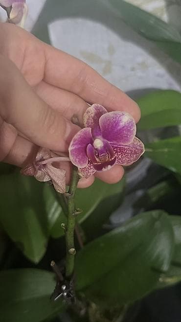 кой сойобуз: Орхидея Phalaenopsis (разные окраски, мини и стандарт) - Сортовая — 4