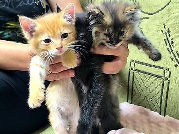 Кошки: Кошка даром: Беспородная, 2 месяца, Мальчик, Приучена к лотку — 6