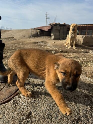 акустические системы ugreen колонка в виде собак: Кучуктор сатылат Кыргыз доботтун кучуктору сатылат Ысс-Кол областы — 7