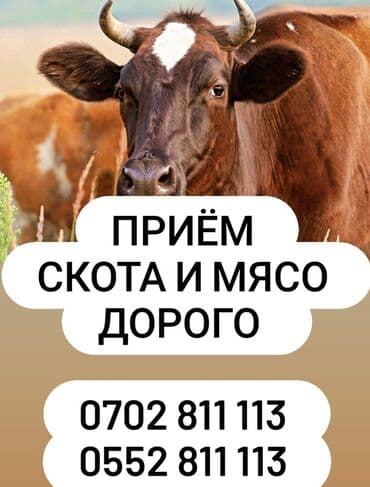 Куплю | Коровы, быки | Забитый, На забой, на мясо