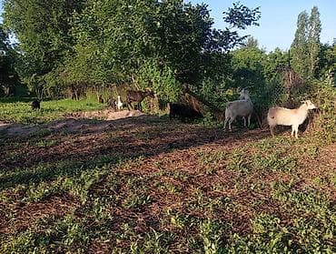 загон: Продаю | Коза (самка), Козлёнок | Полукровка | На забой, Для разведения | Племенные — 7