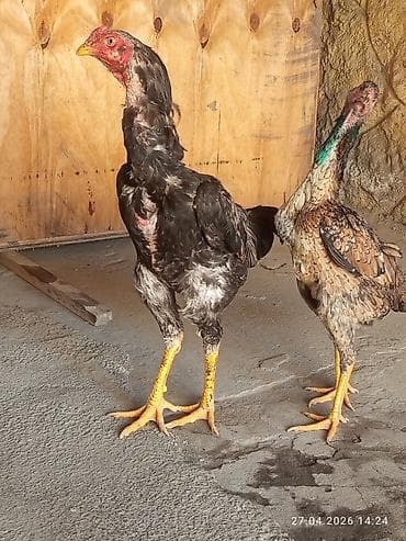 бойцовая птица: Продаю | Куры | Бойцовая | Для разведения — 2