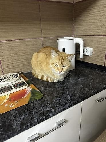 сямская кошка: Рыжий домашний кот зовут Сибма 4года Кострированный. Очень добрый — 1