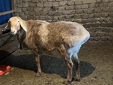 А/ч жаныбарларын сатам: Сатам | Ургаачы кой (ургаачы) | Көбөйтүү үчүн — 4