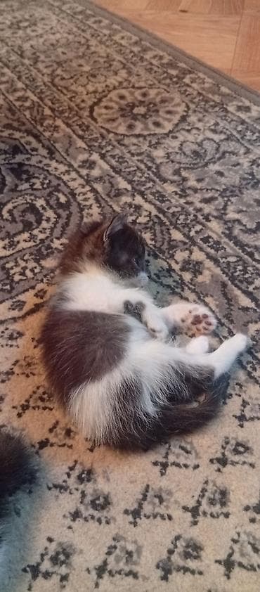 котята шотландские вислоухие купить: КАРА-БАЛТА отдам котят в хорошие руки, кушают сами приучены к лотку — 1