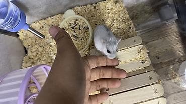 хаски маленькие цена: Хомяк с полным комплектом для содержания. Продаю потому что аллергия — 3