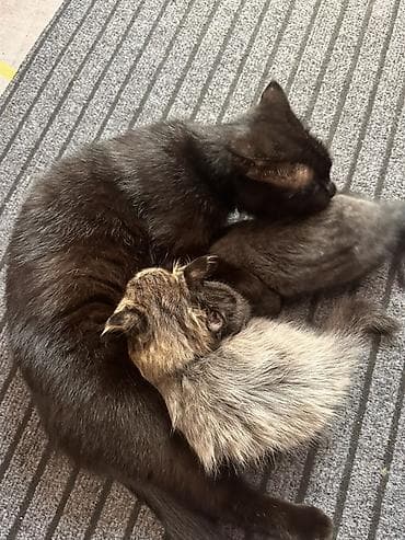 кошки продаются очень бесплатно: Скотиш Страйт (Шотландская прямоухая), 1 месяц, Девочка, Приучена к лотку — 4