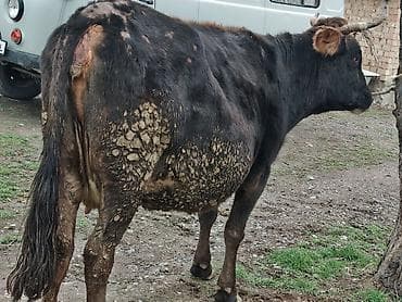 клевер белый: Продаю | Корова (самка) — 1