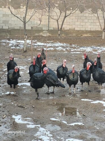 Продаю | Индюк (самец) | Для разведения | Племенные