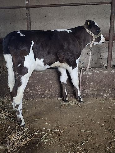 ласка в кыргызстане: Продаю | Музоо, торпок — 3