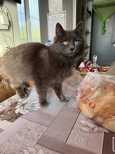 птицы бишкека: Пухнастая домашняя кошка серого (дымчатого) окраса. - Длинная — 3