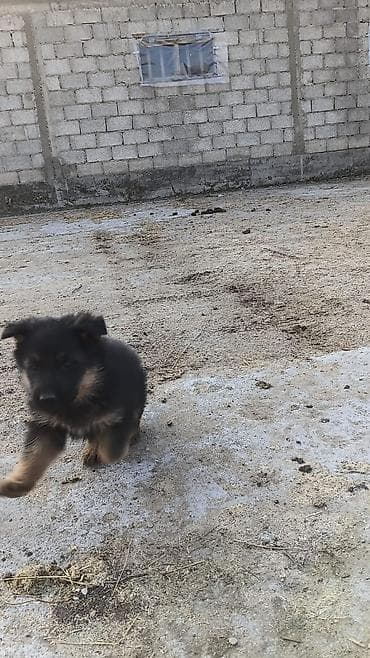 кони: Щенки немецкой овчарки - Порода: немецкая овчарка (классический — 2