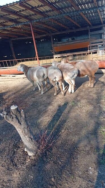 мал саан: Сатам | Кочкор (эркек) | Арашан | Көбөйтүү үчүн — 3