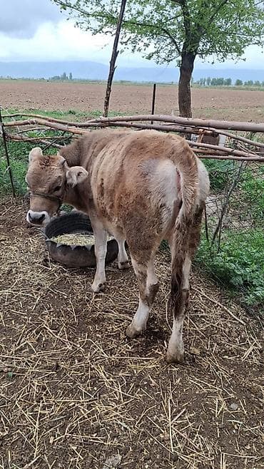 тяжеловес лошадь: Продаю | Музоо, торпок | На откорм | Привязанные — 5