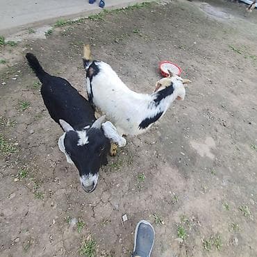 коза заненская: Продаю | Козлёнок | Для разведения — 2