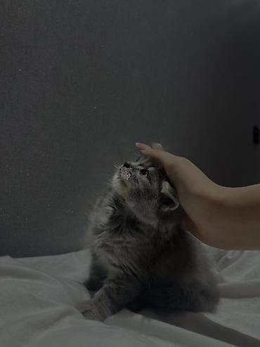 Мышыктар: Шотландская прямоухая Скоттиш Страйт (серо‑дымчатый окрас, мягкая — 3