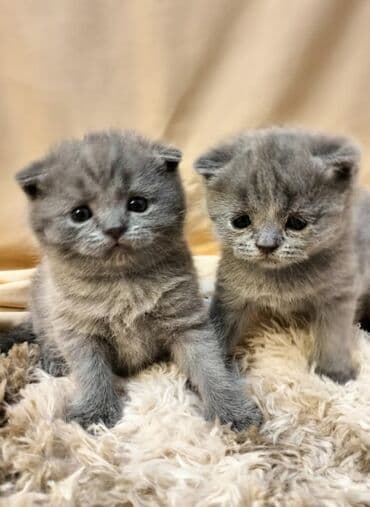 сколько стоит черепаха маленькая в бишкеке: ✨ Открыто бронирование котят голубого окраса — малышам 3 недели! — 3