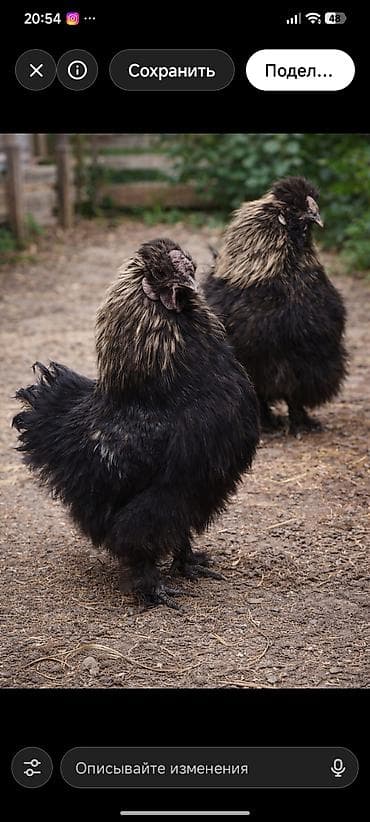 черно пестрая: Продаю | Куры | Для разведения — 2