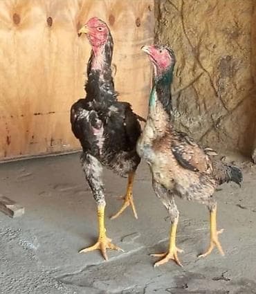 козу сатылат бишкек: Сатам | Тооктор | Тебиштирүүчү | Көбөйтүү үчүн — 1