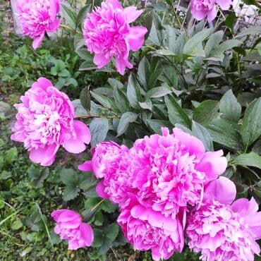 семена адениума купить: Көчөттөр гүлдүн: Флокстор — 11