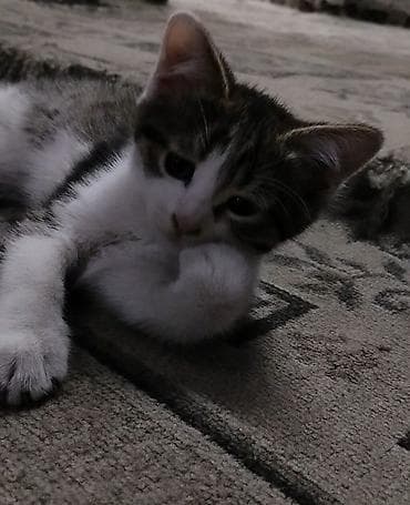 приют котят: Котёнку 2 месяца, к лотку приучен ещё с первого месяца. Кушает корм — 1