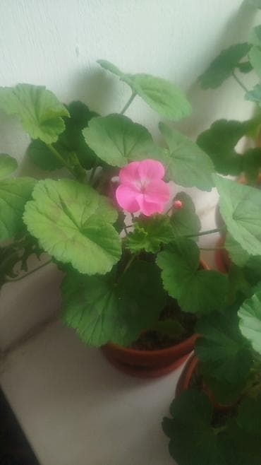 купить цветочные горшки: Комнатные растения в горшках - Фикус эластика (каучуконосный) — два — 8