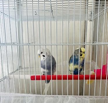 птици: Волнистые попугаи (пара) в комплекте с клеткой. Состав набора: - 2 — 2