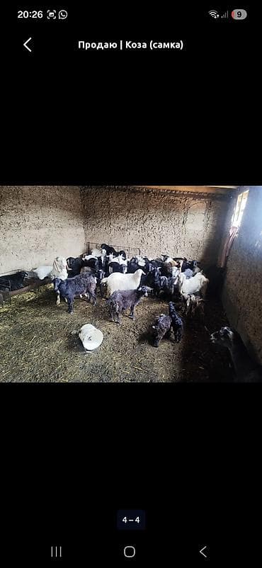 дом животные: Продаю | Коза (самка) | Полукровка | Для разведения — 2