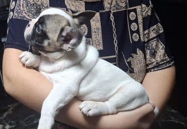 питомники собак бишкек: - Порода: французский бульдог - Щенки породного типа, компактные, с — 2