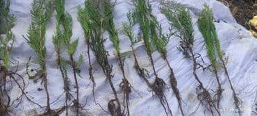 саженцы карликовых плодовых деревьев: Саженцы деревьев: Туи — 6