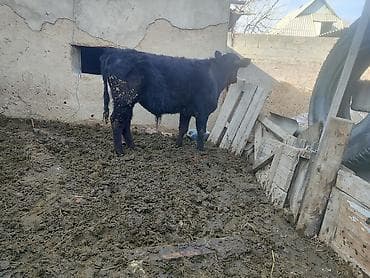 чк тай: Продаю | Бык (самец) | На откорм — 2