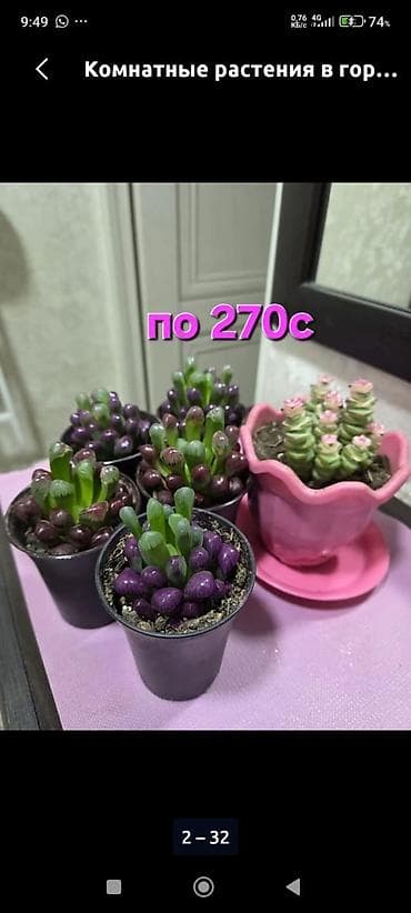 роза комнатная: Комнатные растения в горшках - Кислица «Бабочка» (Oxalis): куст с — 2