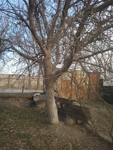 Продаю два дерева грецкий орех на спил,возраст более 40 лет,прошу