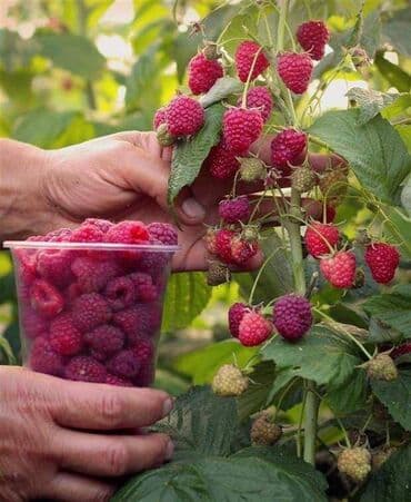 ящик пчелы: Саженцы малины с развитой Цена за шт 20с корневой системой, готовые к — 2