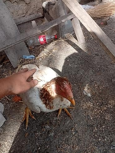 куры адлерская: Продаю | Куры | Домашняя | На забой — 3