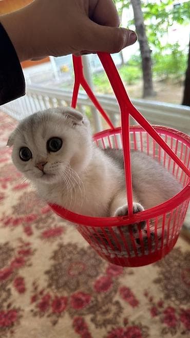 купить кошку манчкин: Шотландская вислоухая кошка (Scottish Fold), окрас серебристая — 2