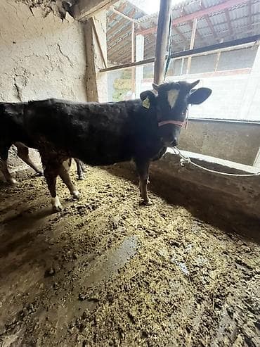 Аквариумы: Продаю | Тёлка, Музоо, торпок | На забой, Для разведения, Для молока — 2