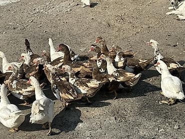 собака девочка: Мускусные утки (индоутки), разноцветные 24 головы в наличии 22 самки — 3