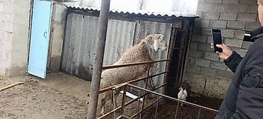 ат байтал: Продаю | Баран (самец) | Арашан | Для разведения | Племенные — 7