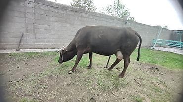 Сатам | Уй (ургаачы) | Сүт алуу үчүн | Байланган — 5