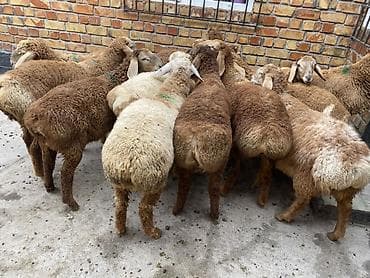 animal pack: Продаю | Ягненок | Для разведения — 4